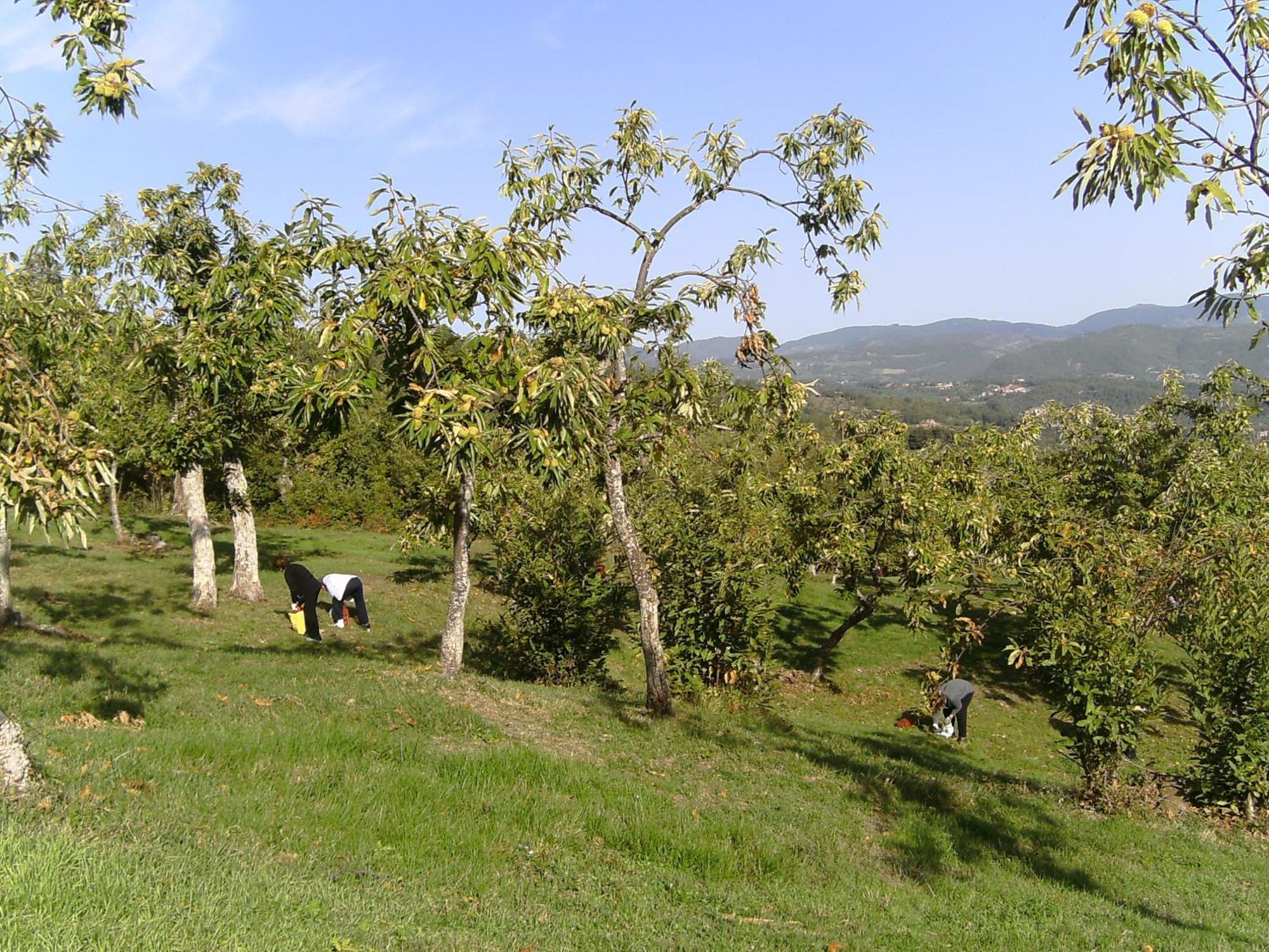 Вилла Agriturismo La Casina Caprese Michelangelo Экстерьер фото